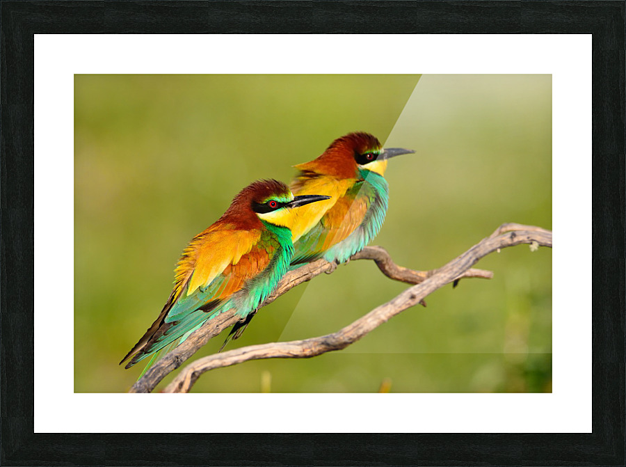  European bee-eater Picture Frame print