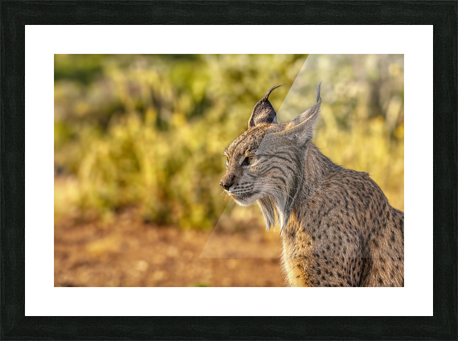 Iberian lynx Picture Frame print