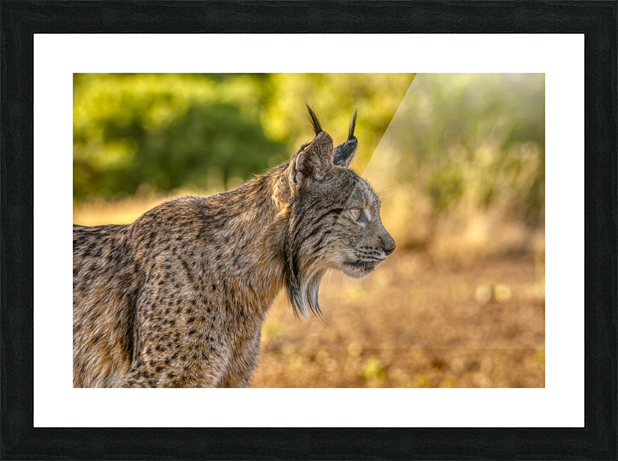 Iberian lynx Picture Frame print