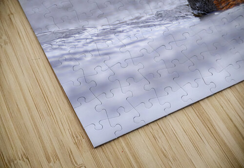 Black necked grebe CreativePhotoSpain puzzle
