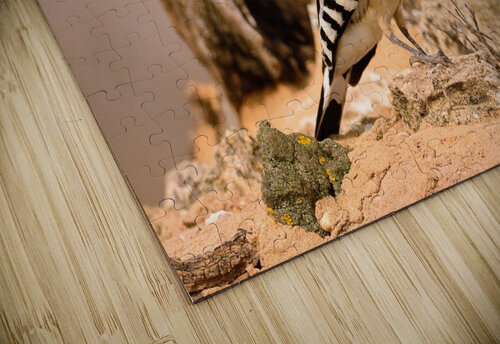 Eurasian Hoopoe CreativePhotoSpain puzzle