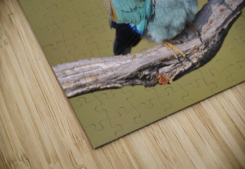 European roller CreativePhotoSpain puzzle