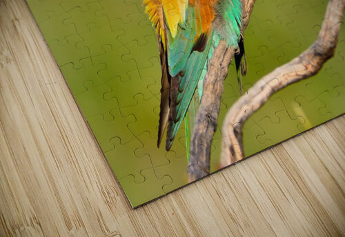  European bee-eater CreativePhotoSpain puzzle