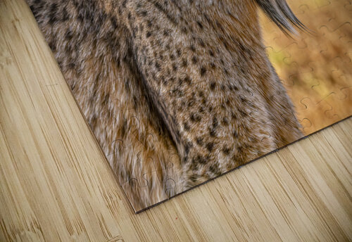 Iberian lynx CreativePhotoSpain puzzle