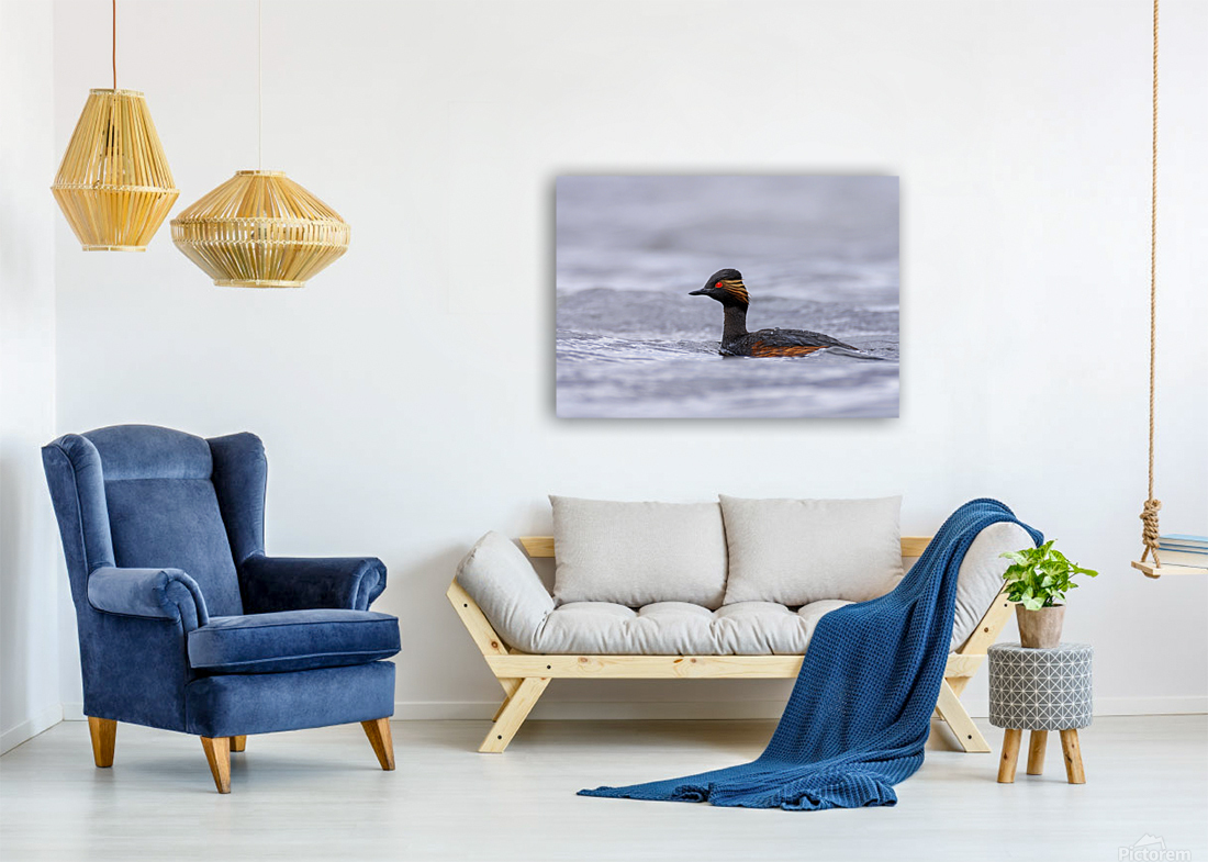 Black necked grebe Reproduction