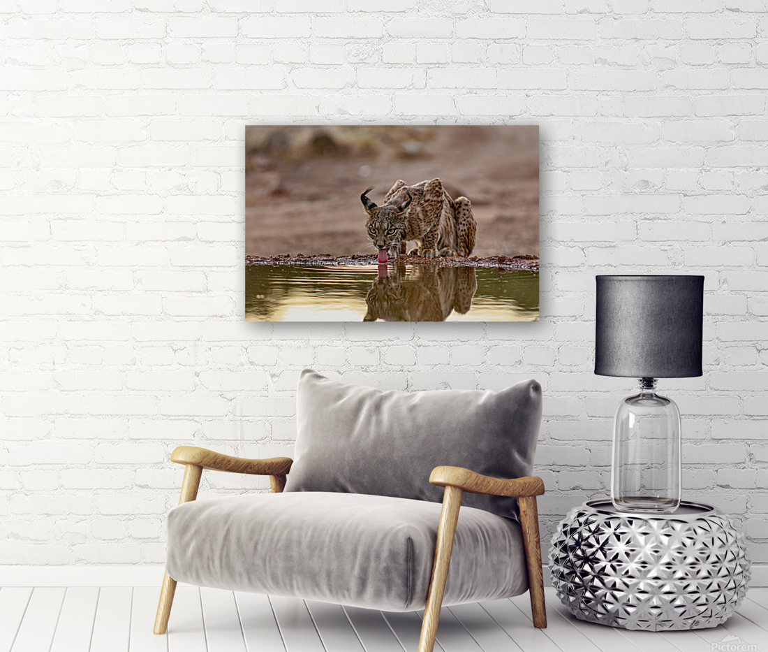 Iberian lynx Reproduction