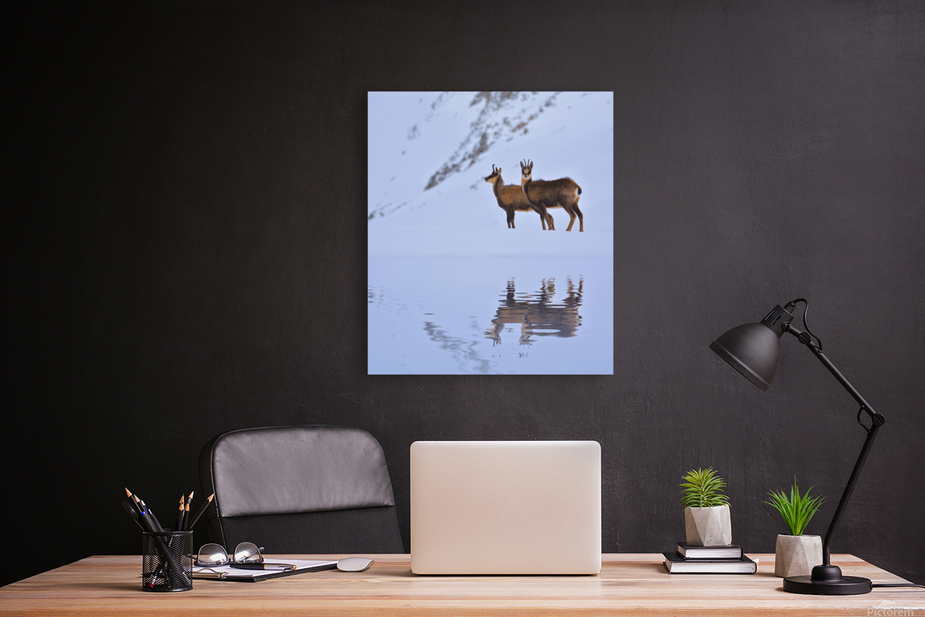 Chamois. Reproduction