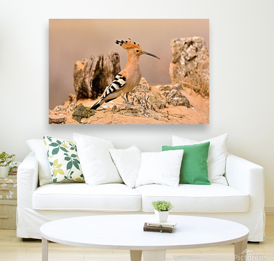 Eurasian Hoopoe Reproduction