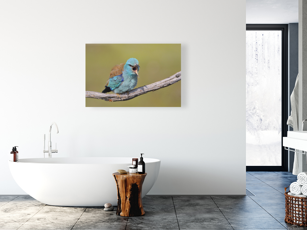 European roller Reproduction
