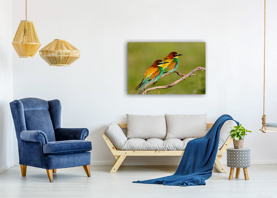  European bee-eater Reproduction