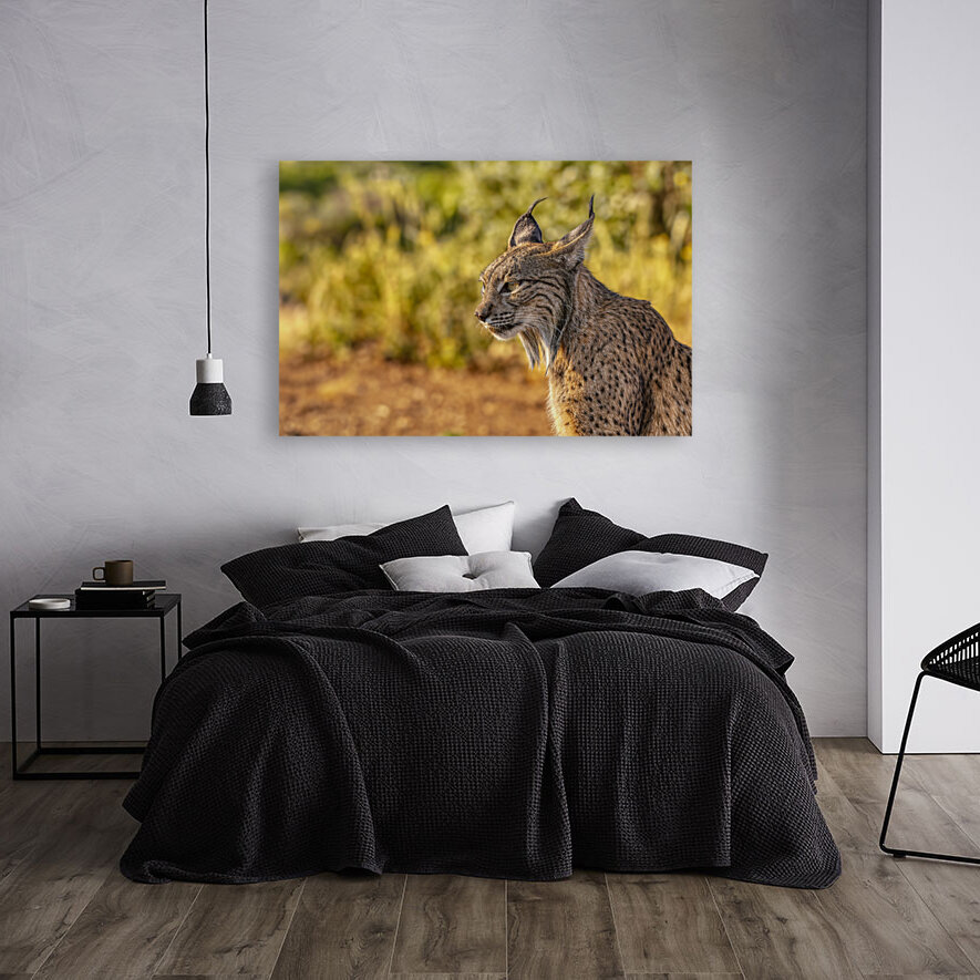 Iberian lynx Reproduction