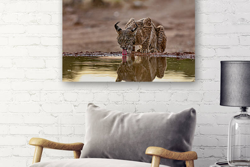 Iberian lynx by CreativePhotoSpain