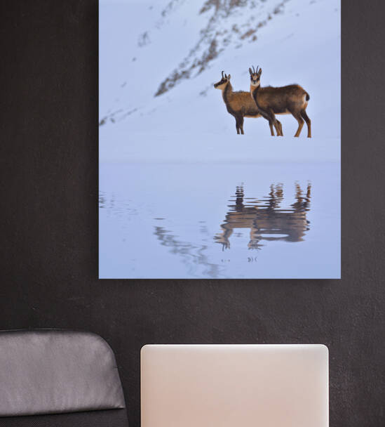 Chamois. by CreativePhotoSpain