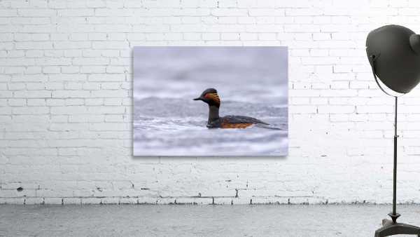 Black necked grebe Wall Preview