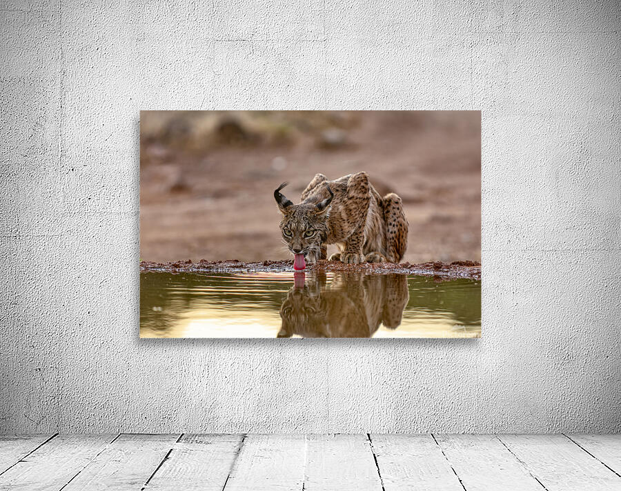 Iberian lynx Wall Preview