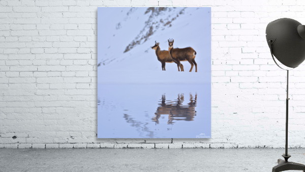 Chamois. Wall Preview