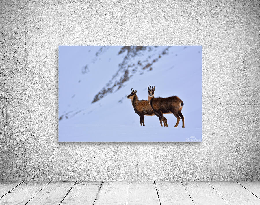 Chamois Wall Preview