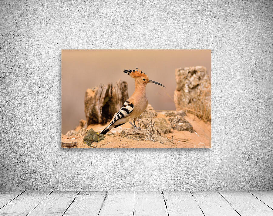 Eurasian Hoopoe Wall Preview