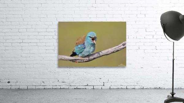 European roller Wall Preview