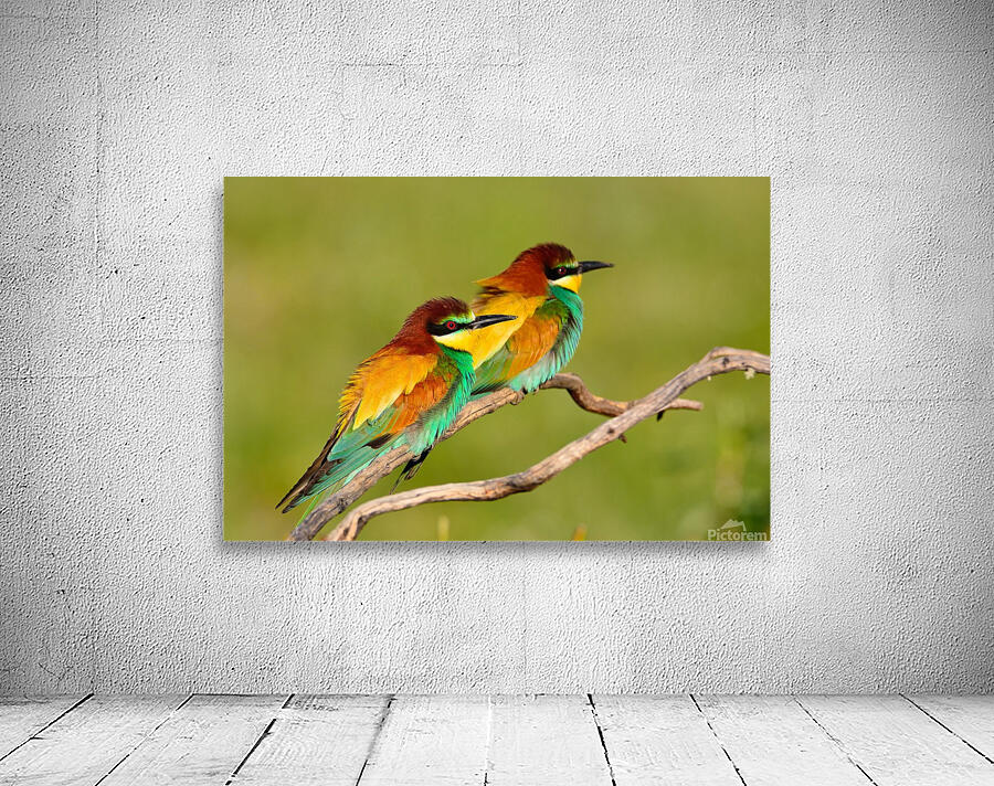  European bee-eater Wall Preview