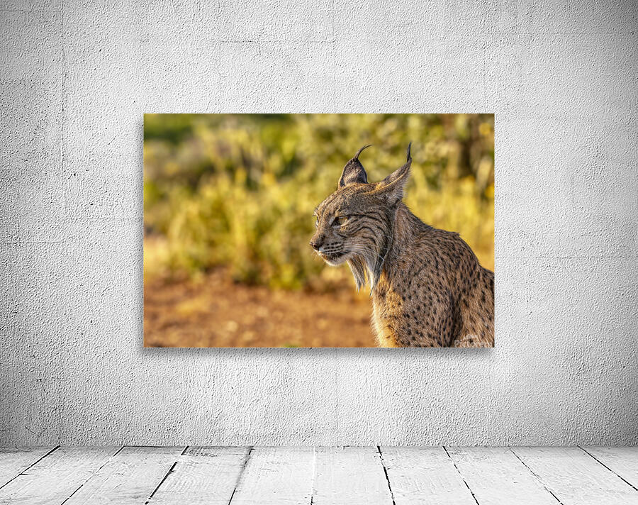Iberian lynx Wall Preview