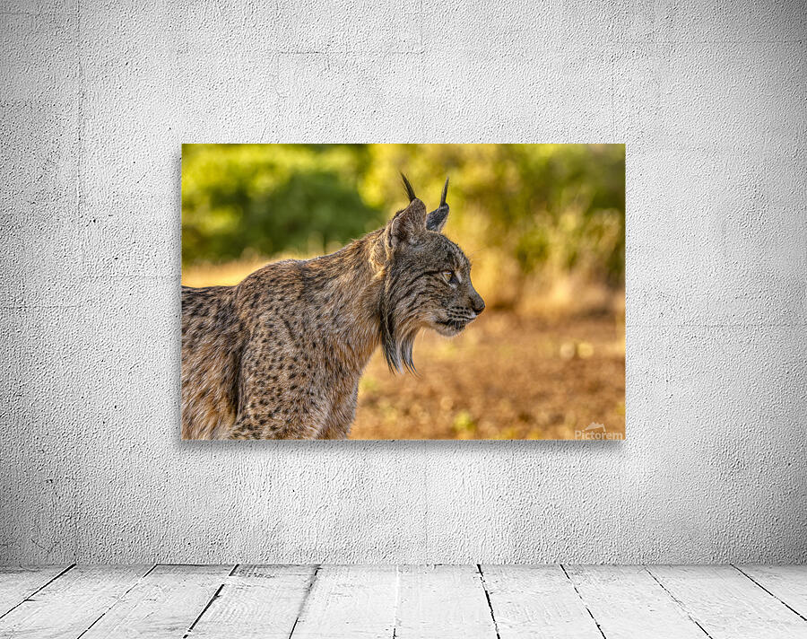Iberian lynx Wall Preview