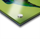 Oiseaux dEquateur 11 Acrylic print