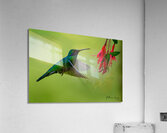 Oiseaux dEquateur 11 Acrylic Print