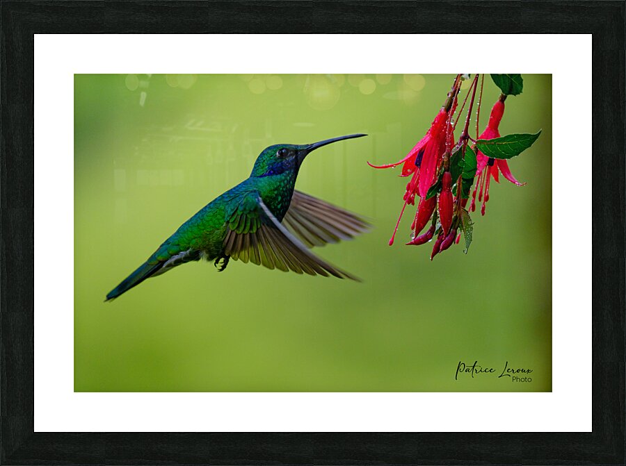 Oiseaux dEquateur 11 Picture Frame print