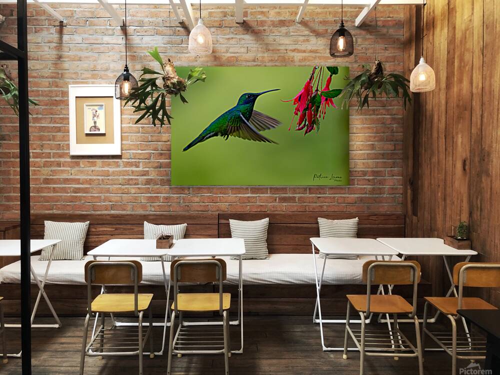 Oiseaux dEquateur 11 Reproduction