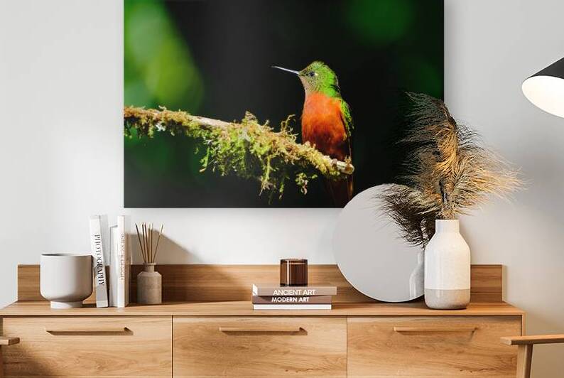 Oiseaux dEquateur 1 by Bourlingueur