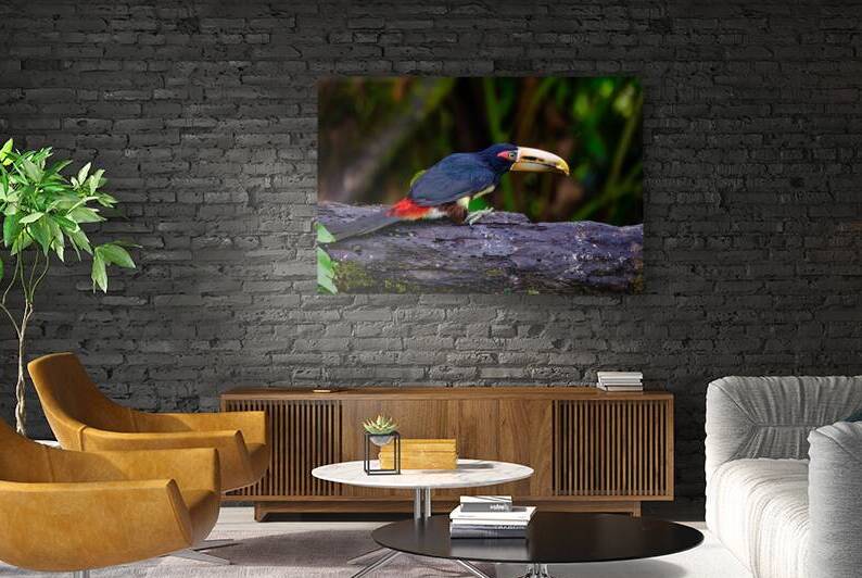 Oiseaux dEquateur 2 by Bourlingueur