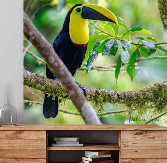 Oiseaux dEquateur 4 by Bourlingueur