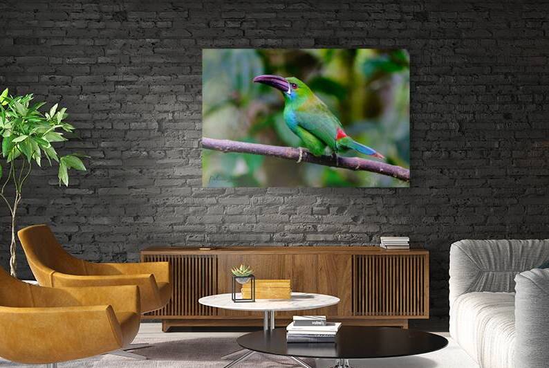 Oiseaux dEquateur 8 by Bourlingueur