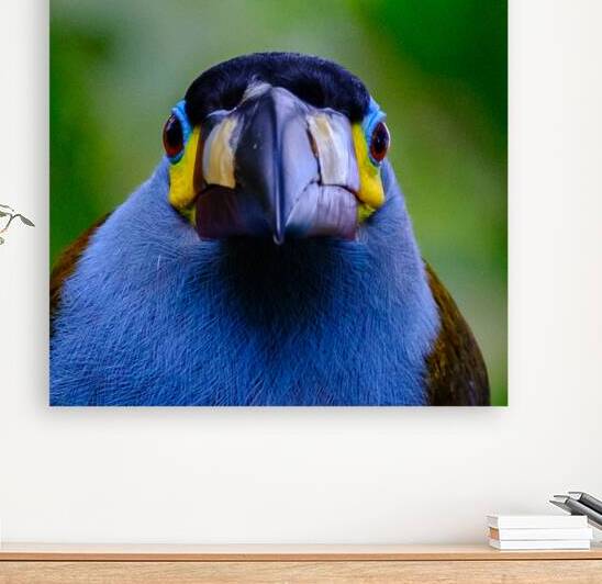 Oiseaux dEquateur 9 by Bourlingueur