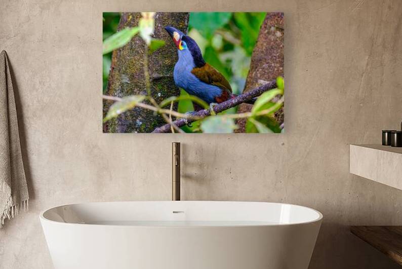 Oiseaux dEquateur 10 by Bourlingueur
