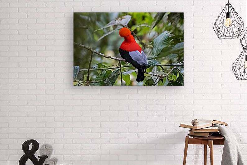 Oiseaux dEquateur 12 by Bourlingueur