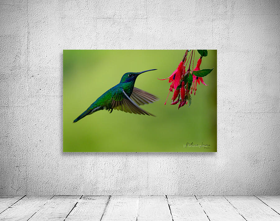 Oiseaux dEquateur 11 Wall Preview