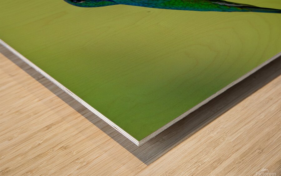 Oiseaux dEquateur 11 Wood print