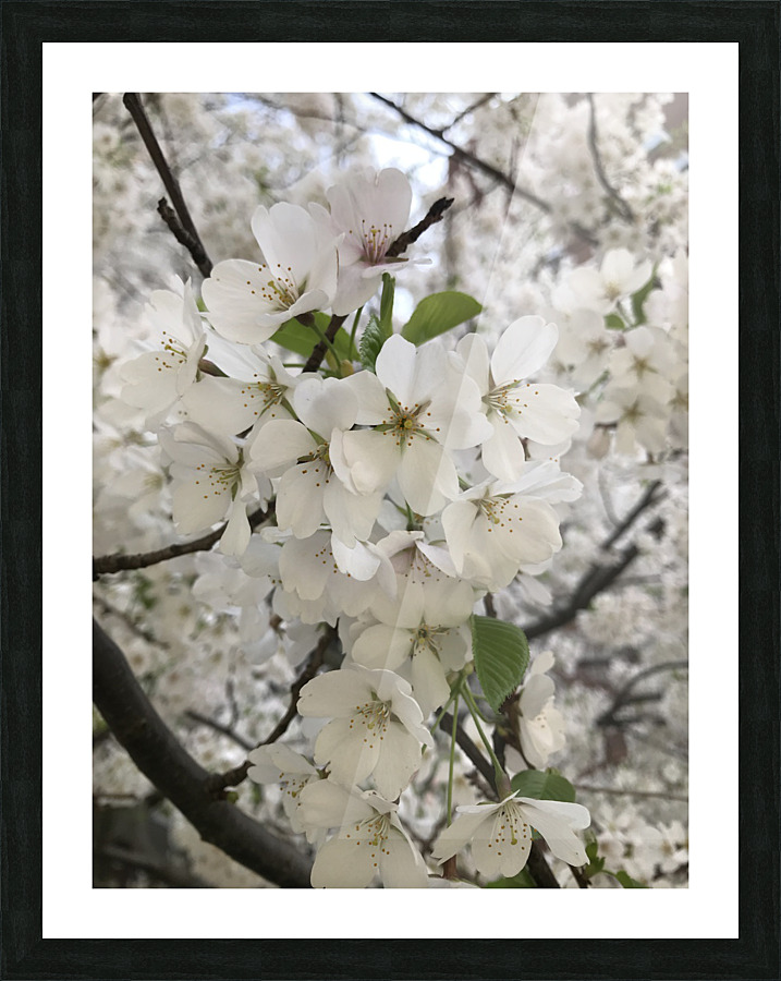 Cherry Blossom - White Picture Frame print