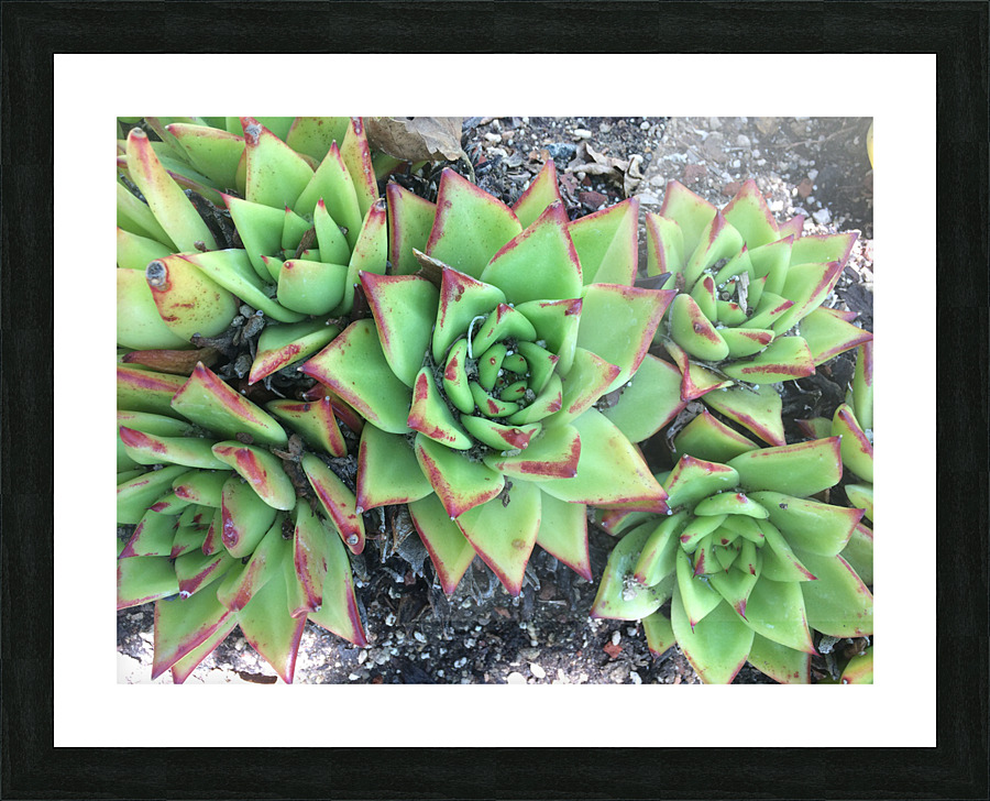 Desert Plant Picture Frame print