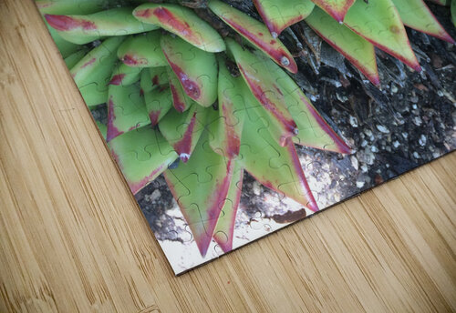 Desert Plant Nvinnie puzzle