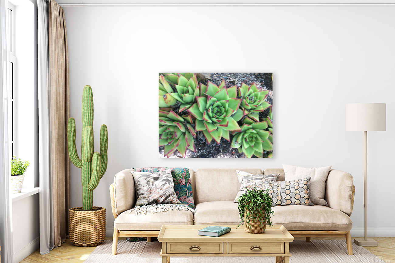 Desert Plant Reproduction