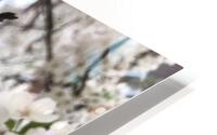 Cherry Blossom - White HD Metal print