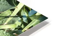 Green HD Metal print