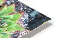 Desert Plant HD Metal print