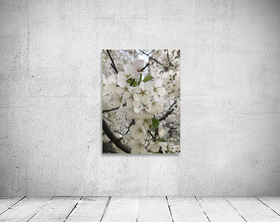 Cherry Blossom - White Wall Preview