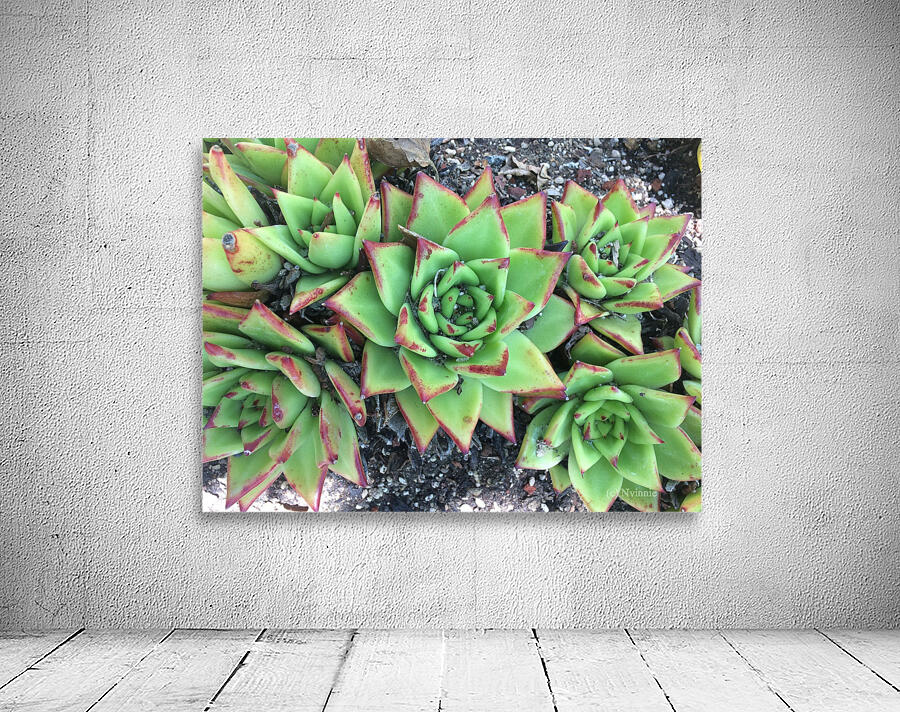 Desert Plant Wall Preview