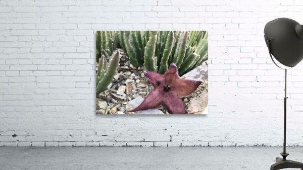 Pink Star Wall Preview
