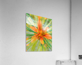 Orange Surprise Acrylic Print